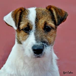 Jack Russell