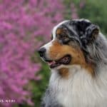 Austrian Dream Brings The Action (Coby)
