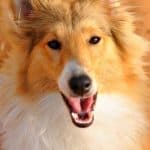 Joyful Grace (Grace)
